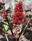 Ricinus communis. Соплодие и развивающиеся соцветия на боковых побегах. Вверху расположены незрелые коробочки, внизу - мужские цветки и бутоны. Украина, Запорожская обл., Запорожский р-н, опытное поле. 20.07.2016.