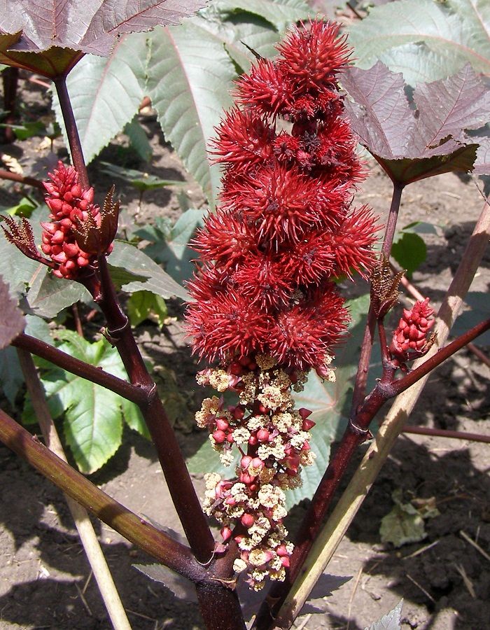 Изображение особи Ricinus communis.