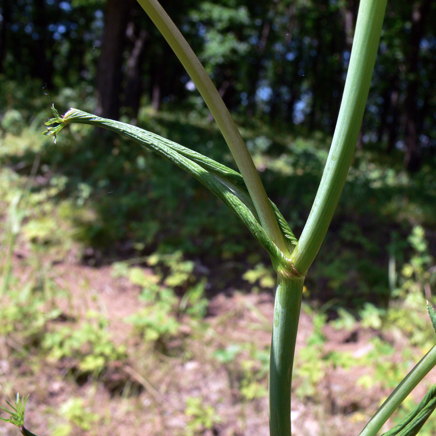 Image of Angelica czernaevia specimen.
