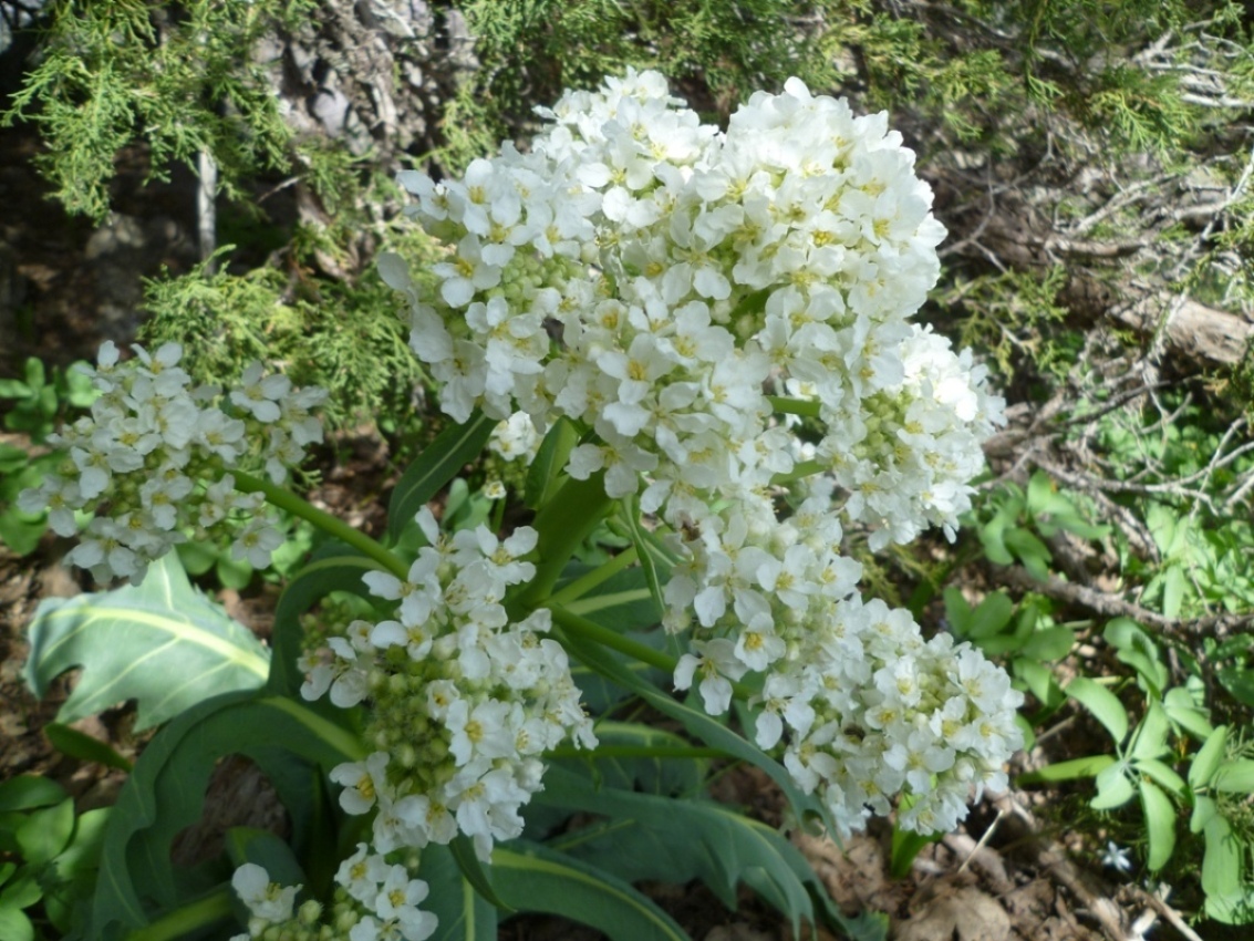 Изображение особи Megacarpaea gigantea.