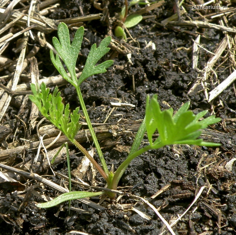 Image of Daucus carota specimen.