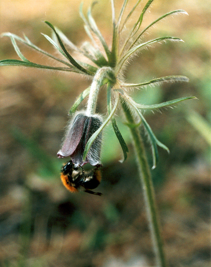 Image of Pulsatilla pratensis specimen.
