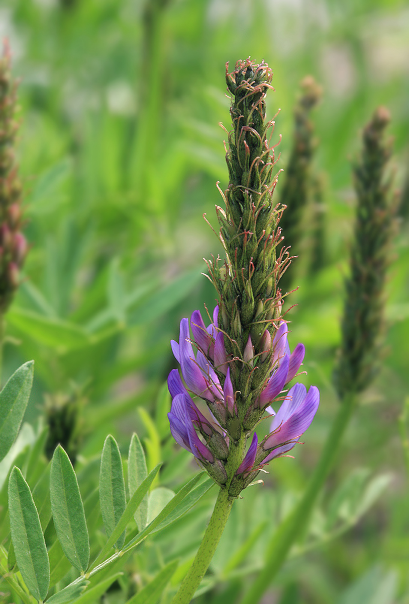 Image of Astragalus adsurgens specimen.