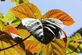 Ficus auriculata. Листья. Израиль, г. Тель-Авив, ботанический сад тропических растений. 03.05.2017.