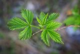 Rubus idaeus. Молодые листья. Пермский край, г. Пермь, Кировский р-н, сосновый бор. 20.05.2017.