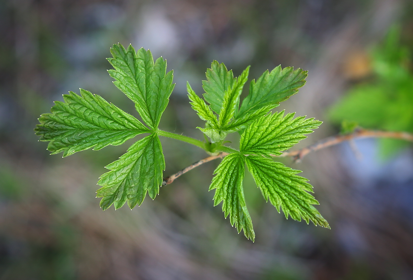 Image of Rubus idaeus specimen.