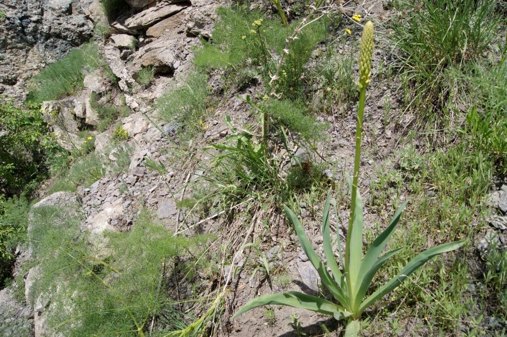 Изображение особи Eremurus spectabilis.