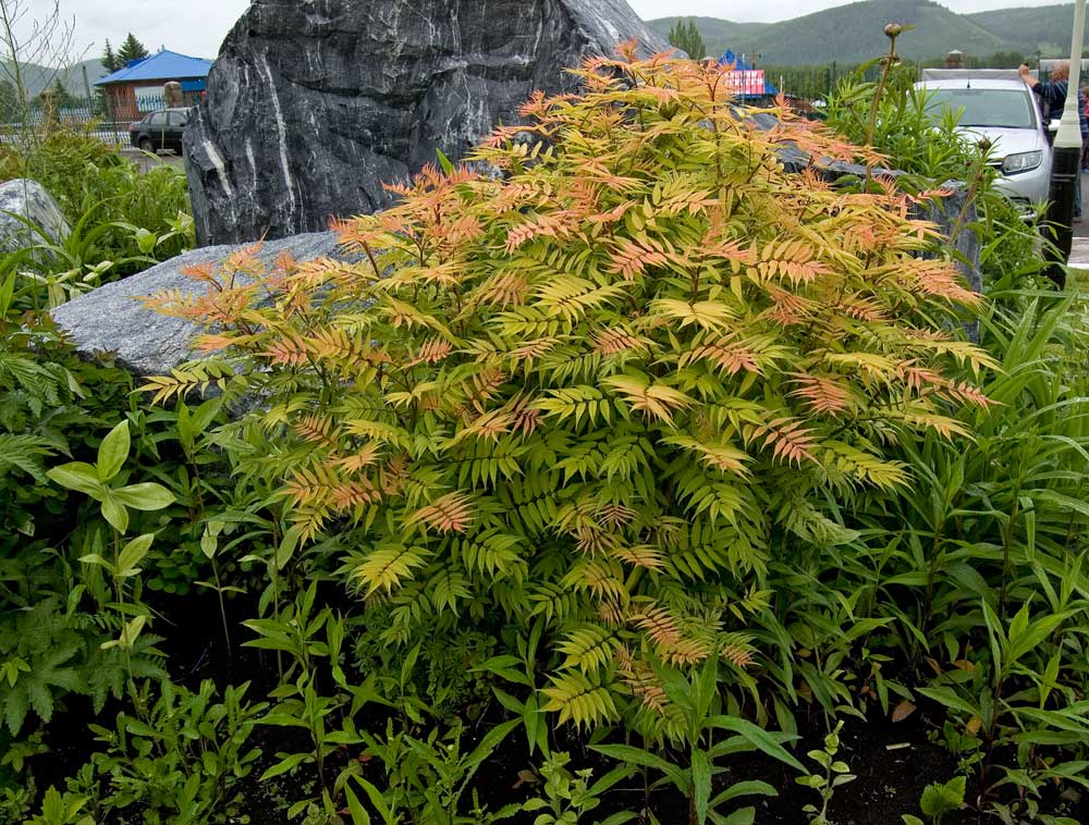 Image of Sorbaria sorbifolia specimen.