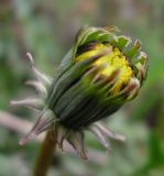 род Taraxacum