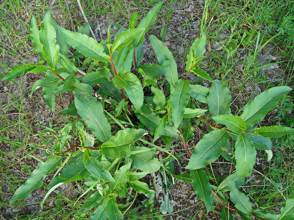 Image of Populus laurifolia specimen.