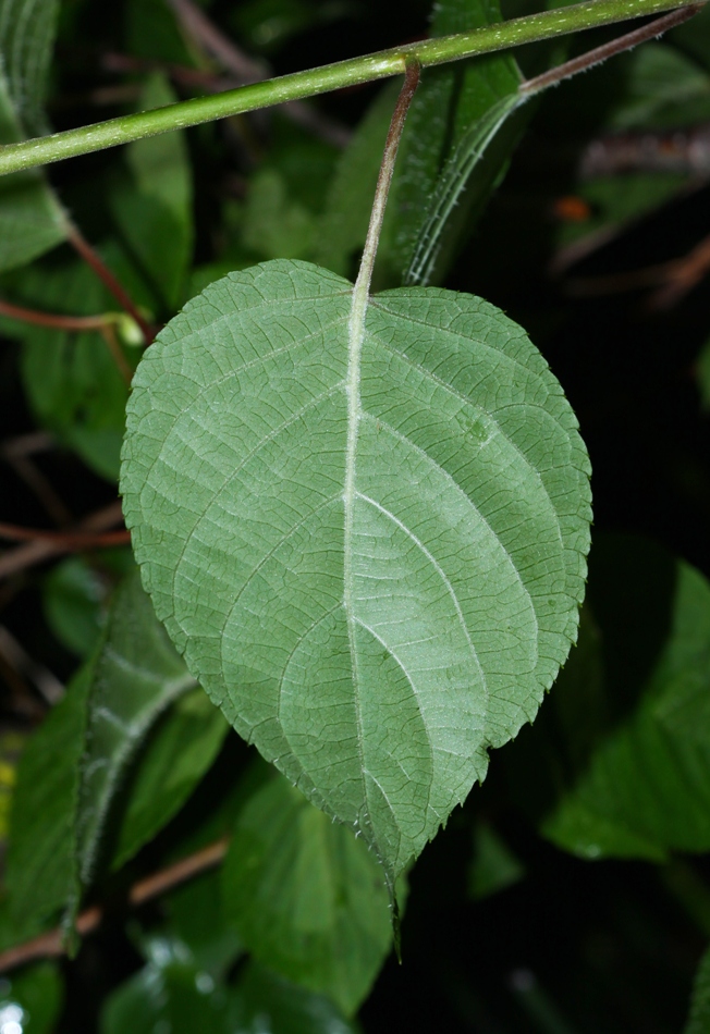 Изображение особи Actinidia polygama.