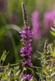 Lythrum salicaria