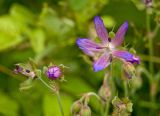 Geranium pratense. Цветок. Пермский край, Кунгурский р-н, окр. с. Карьево, долина р. Ирень, луг. 22 июля 2017 г.