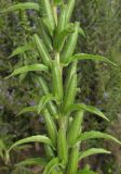 Oenothera rubricaulis