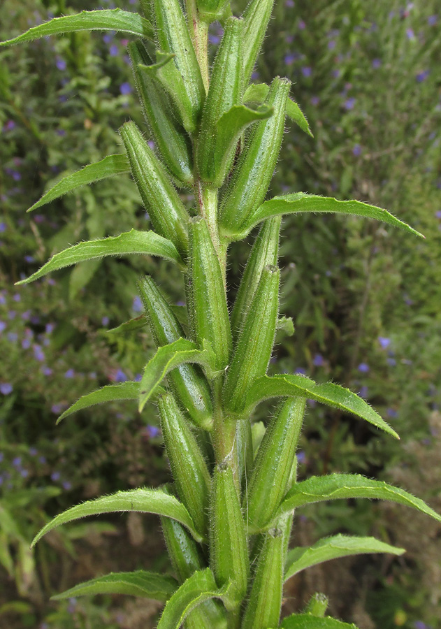 Изображение особи Oenothera rubricaulis.