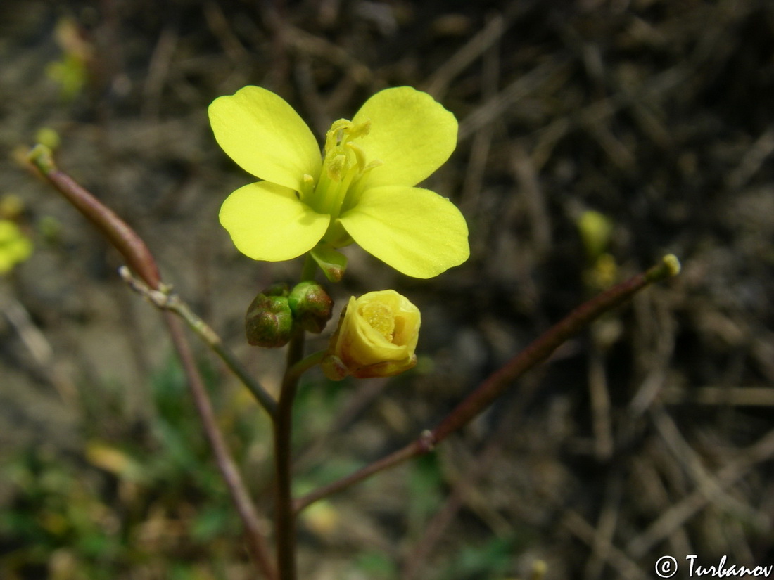 Изображение особи Diplotaxis muralis.