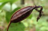 Cypripedium calceolus