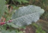 Salix
