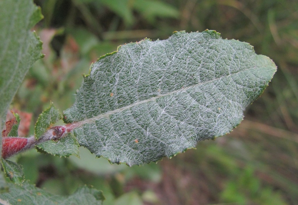 Image of genus Salix specimen.