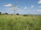 Chaerophyllum bulbosum. Цветущее растение. Краснодарский край, Темрюкский р-н, гора Дубовый Рынок, разнотравно-злаковый луг на пологой вершине. 17.06.2017.