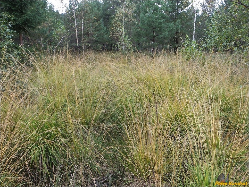 Изображение особи семейство Poaceae.