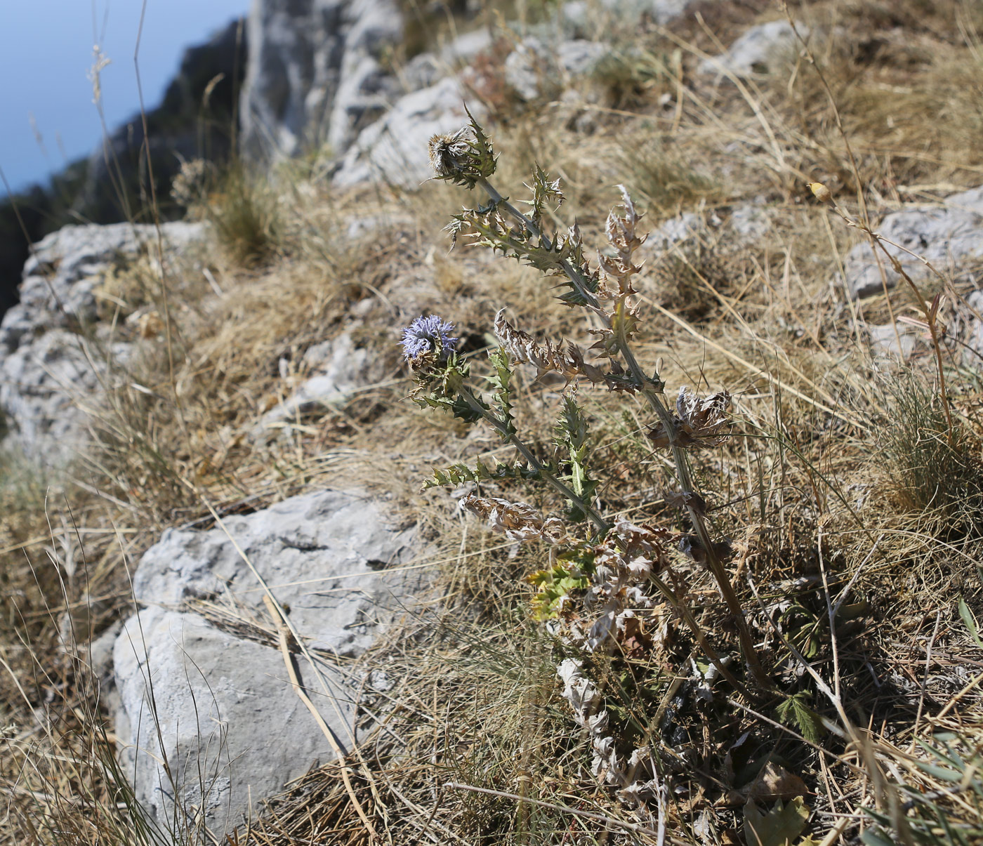 Изображение особи Echinops ruthenicus.