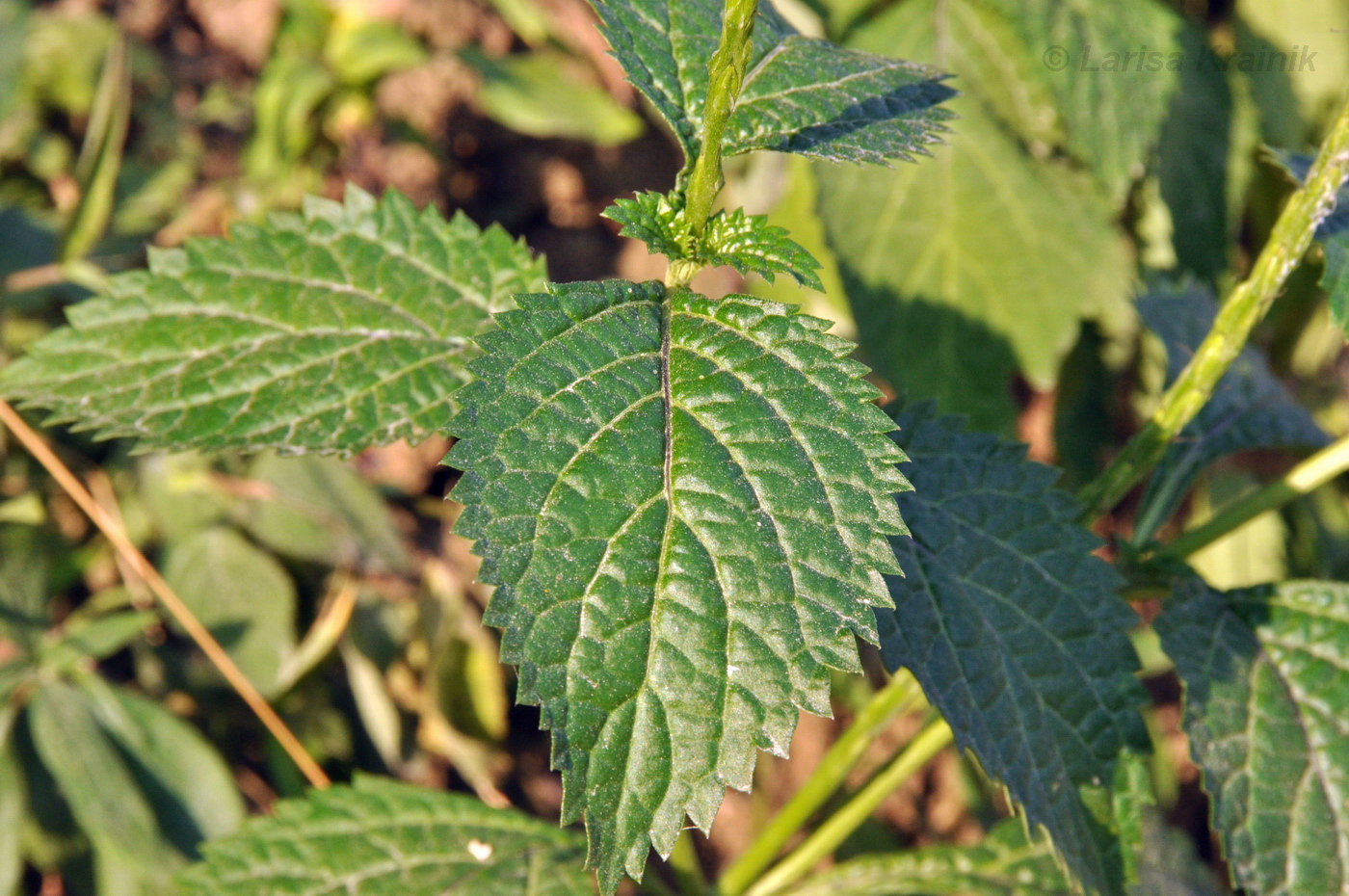 Image of genus Stachytarpheta specimen.
