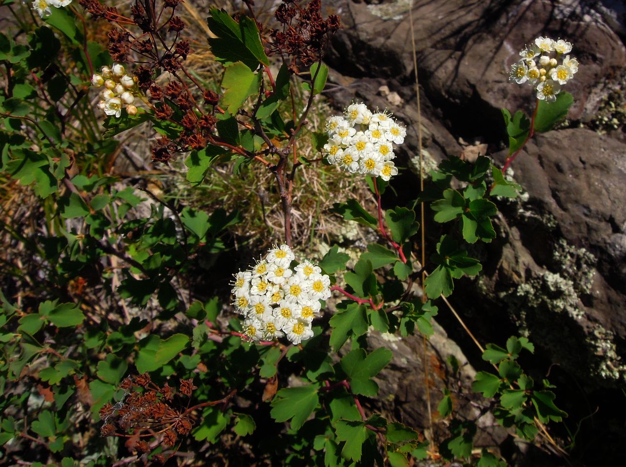 Изображение особи Spiraea trilobata.