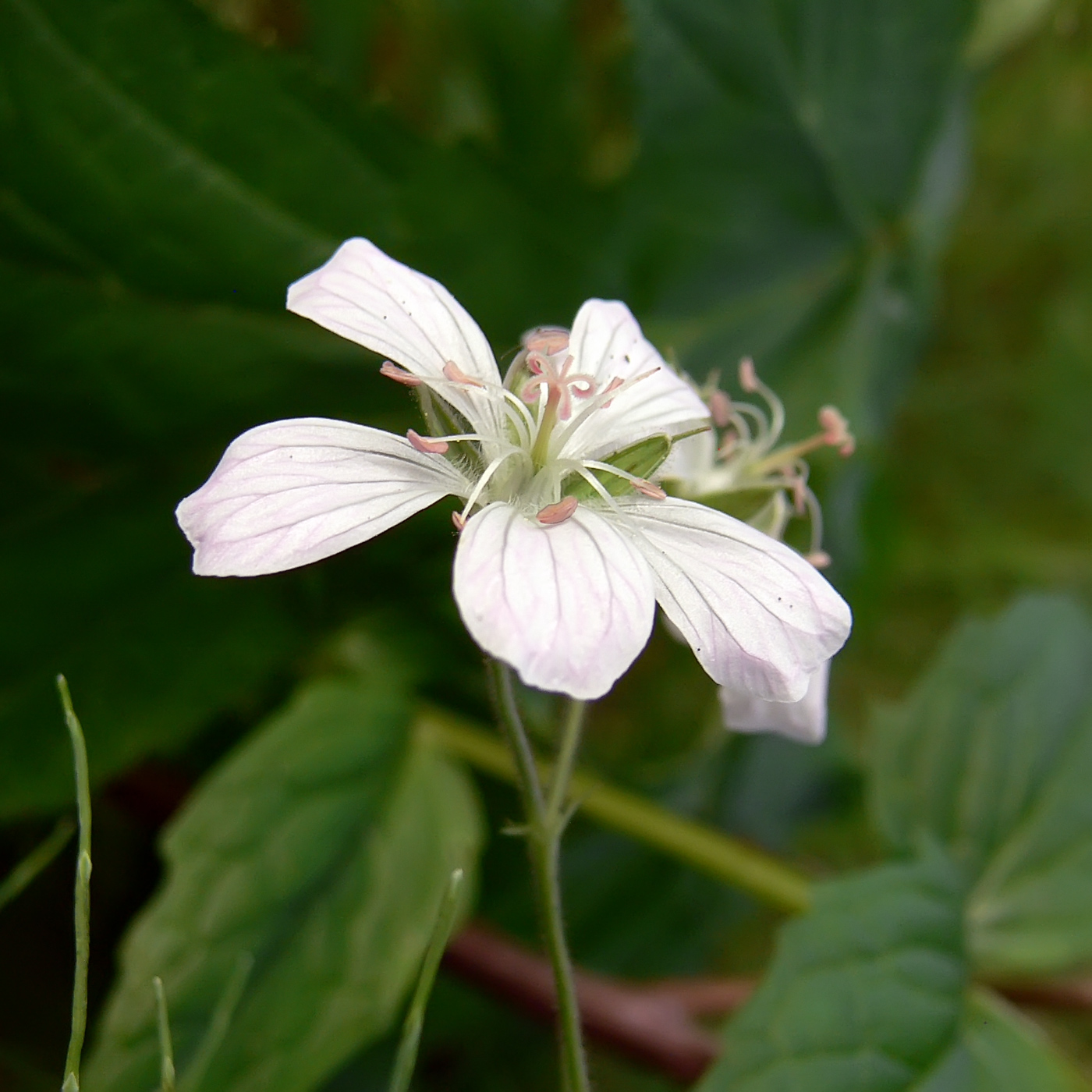 Image of Geranium krylovii specimen.