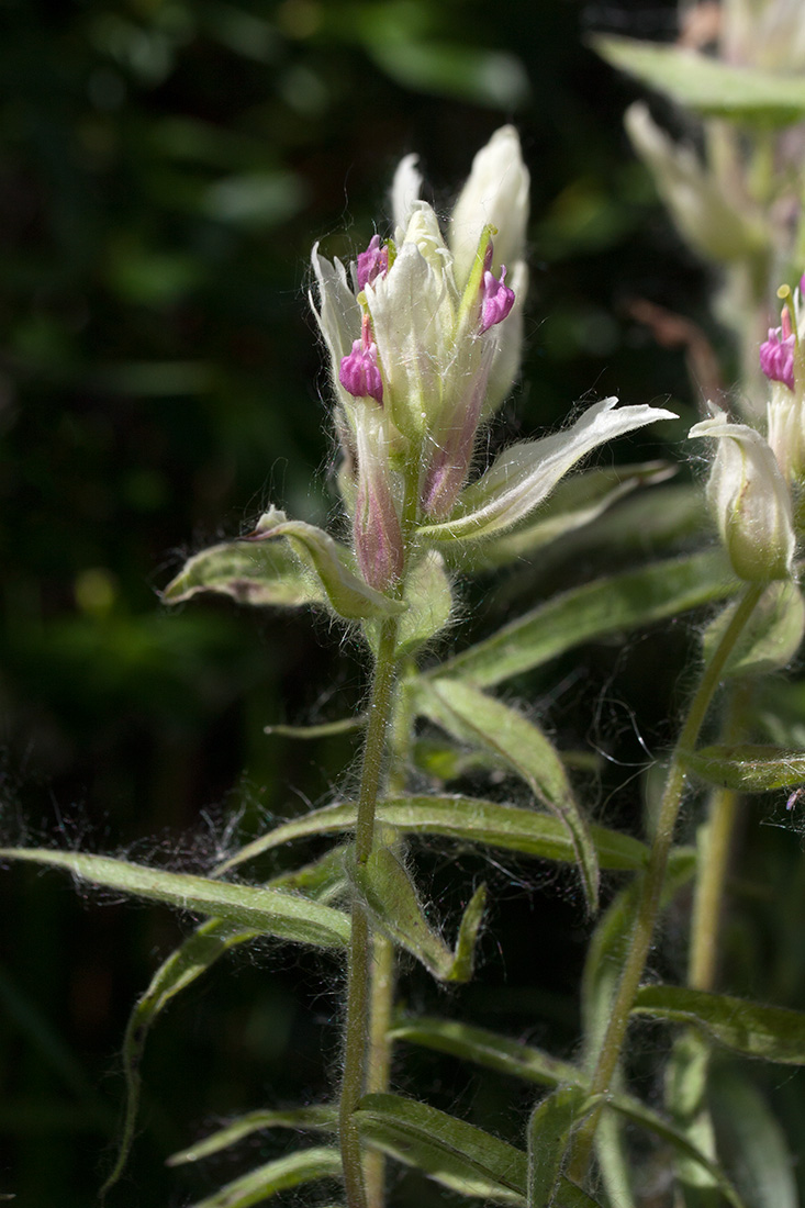 Изображение особи Castilleja lapponica.