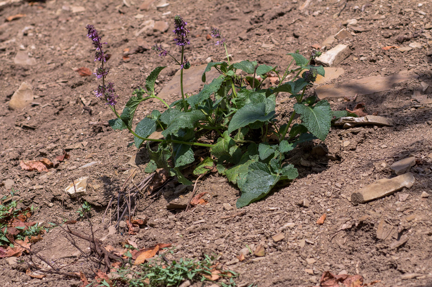 Изображение особи Salvia verticillata.