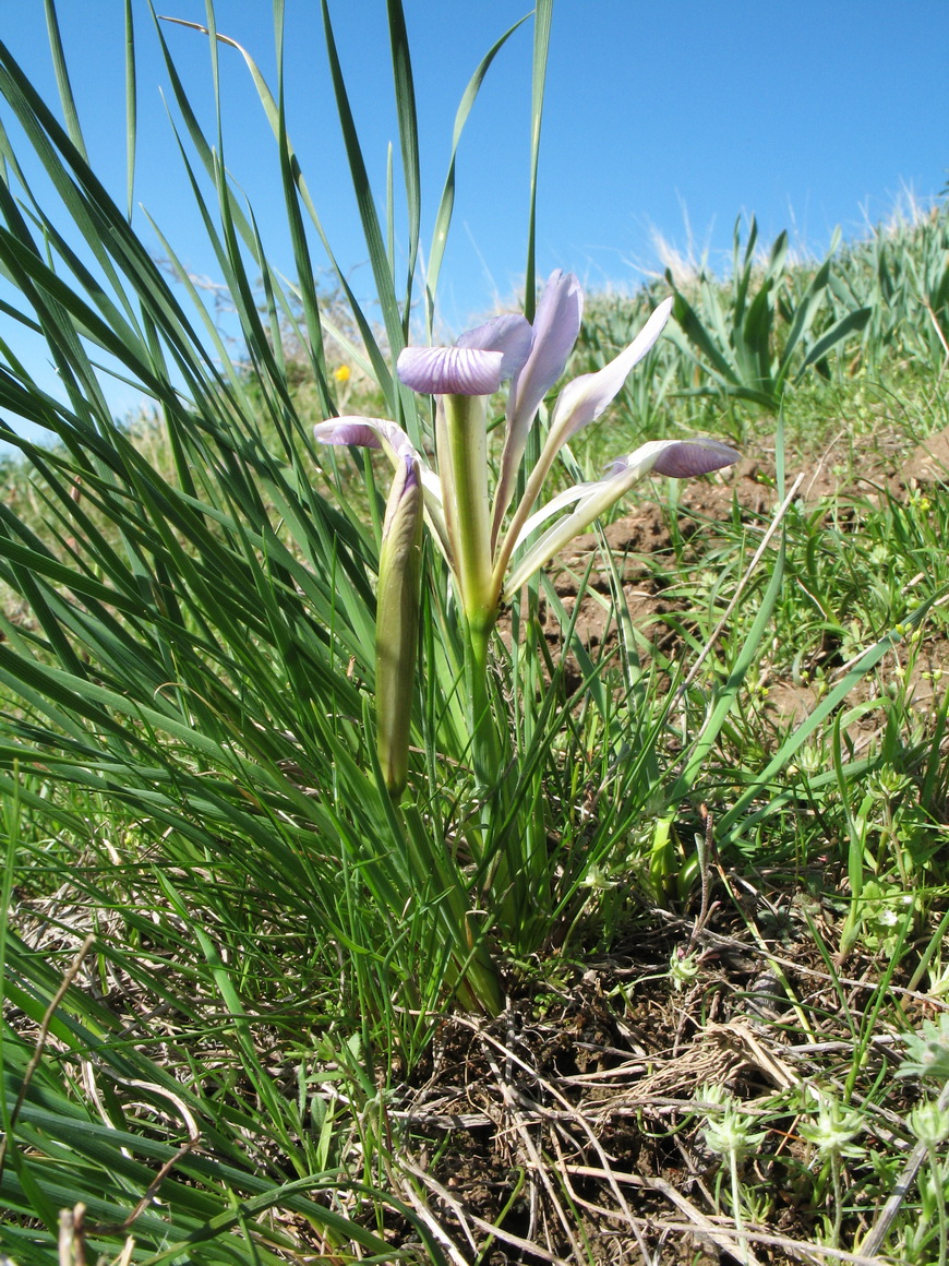 Image of Iris loczyi specimen.