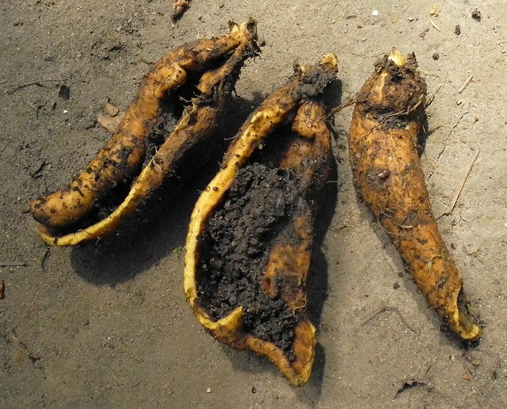 Image of Corydalis cava specimen.