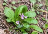 Primula vulgaris. Цветущее растение. Грузия, край Рача-Лечхуми и Нижняя Сванетия, Онский муниципалитет, окр. пос. Уцера, дол. р. Риони, выс. 1000 м н.у.м., обрывистый склон на опушке смешанного леса. 07.05.2017.