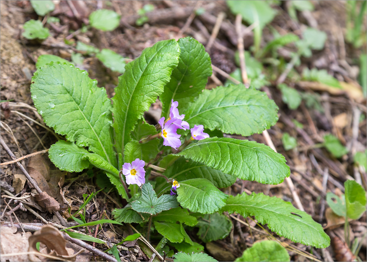 Image of Primula vulgaris specimen.