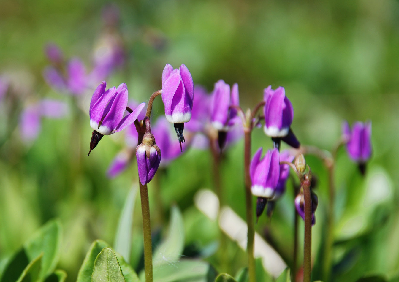 Изображение особи Dodecatheon frigidum.