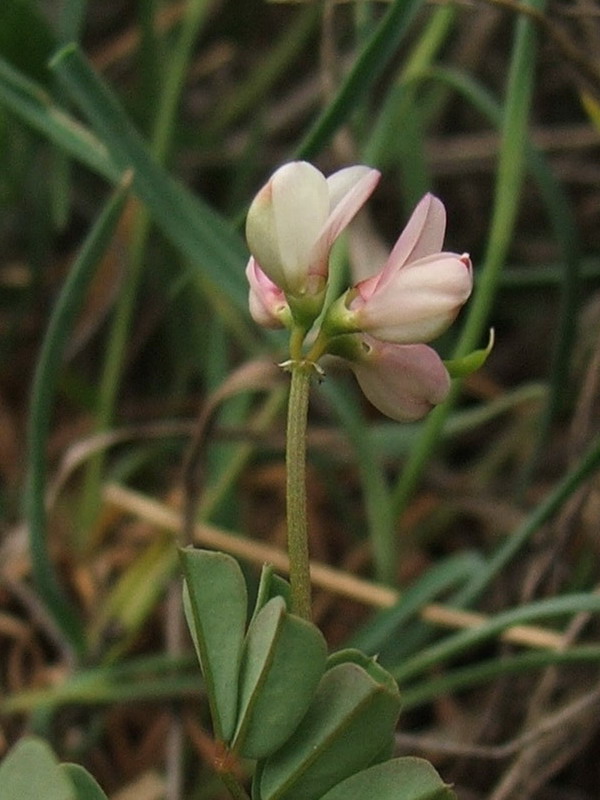 Image of Securigera cretica specimen.