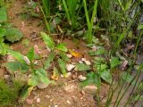 Persicaria amphibia. Цветущие растения (наземная форма). Беларусь, Гродненская обл., Новогрудский р-н, Заводские пруды, берег пруда. 21.08.2016.