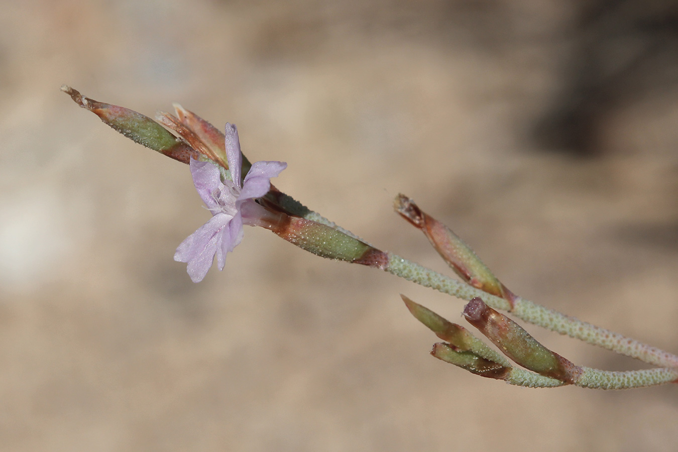 Изображение особи Limonium proliferum.