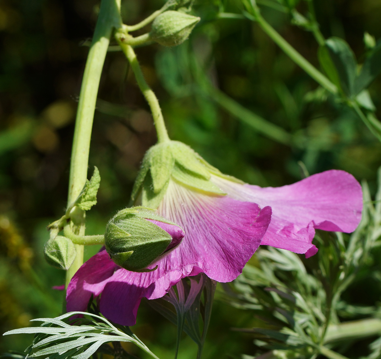 Изображение особи Alcea rosea.