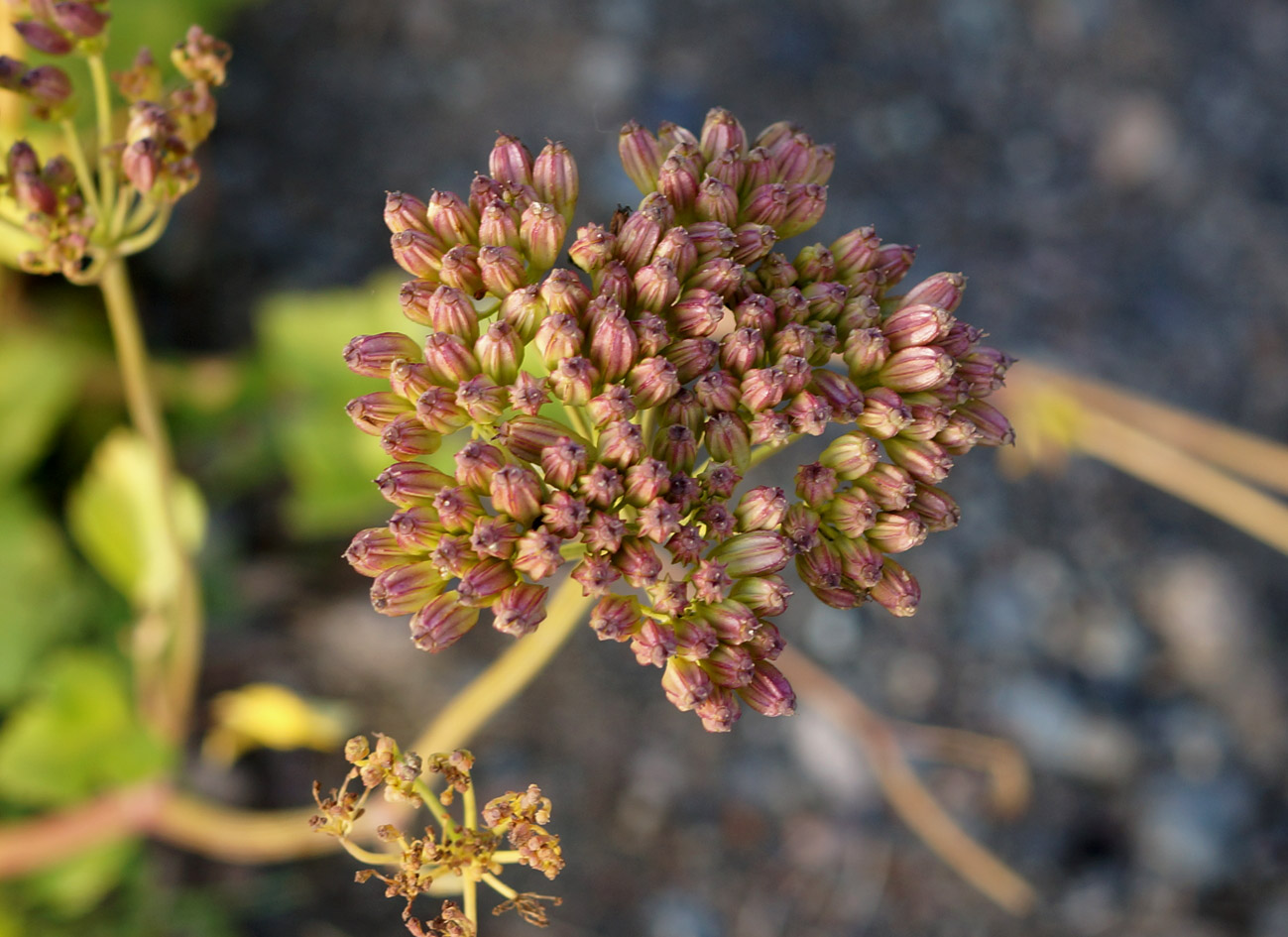 Image of Ligusticum scoticum specimen.