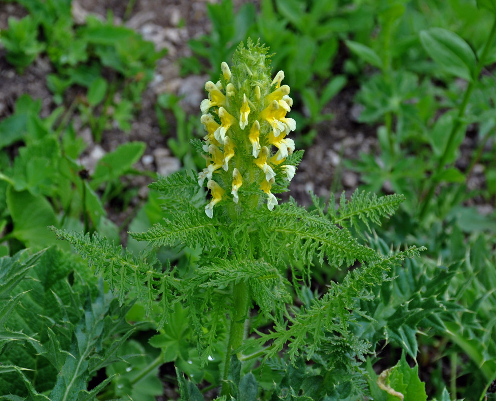 Изображение особи Pedicularis condensata.