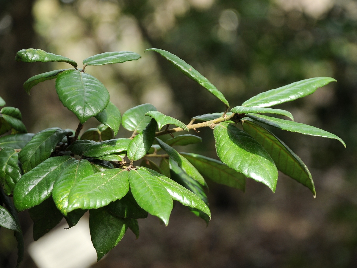 Image of Quercus tomentella specimen.