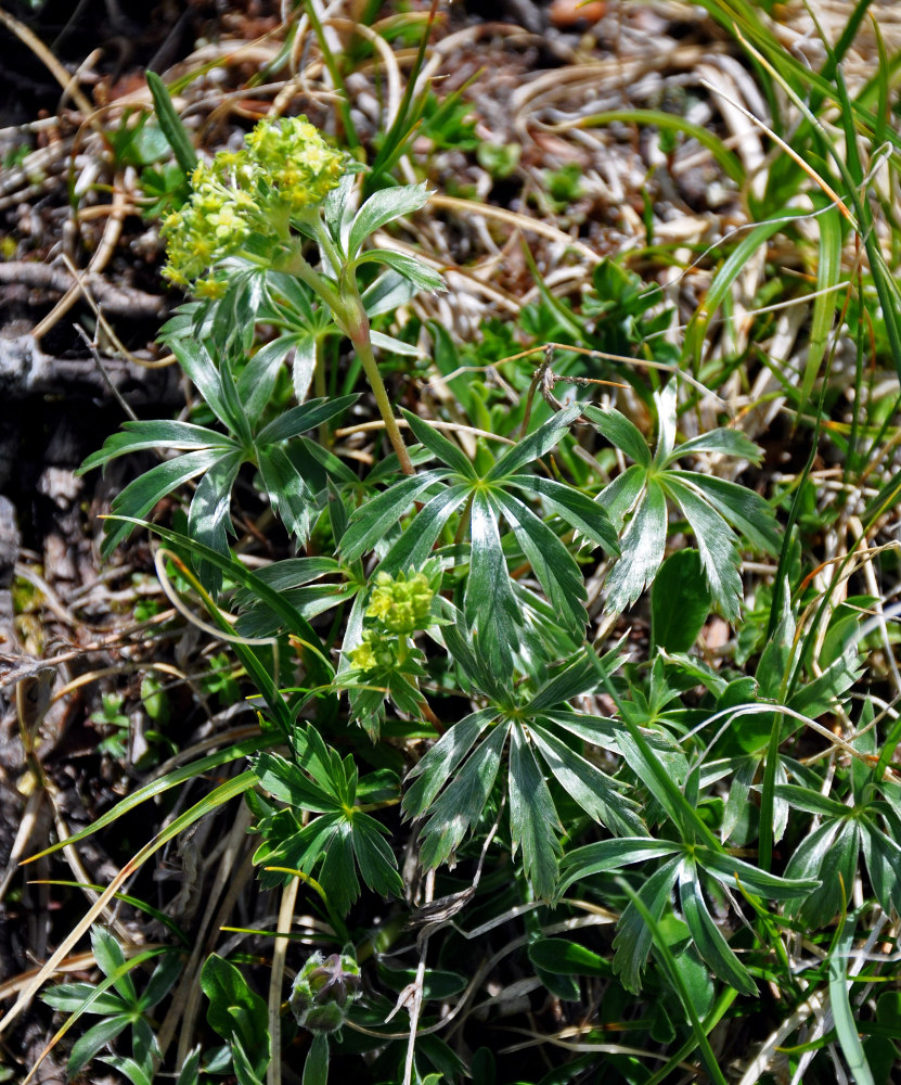 Image of Alchemilla sericea specimen.