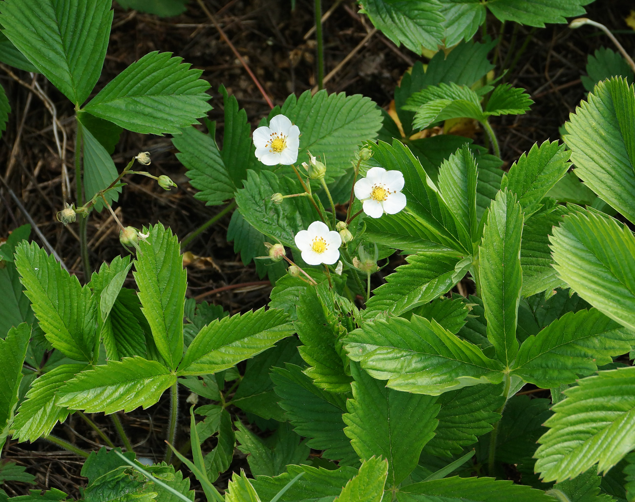 Изображение особи Fragaria viridis.