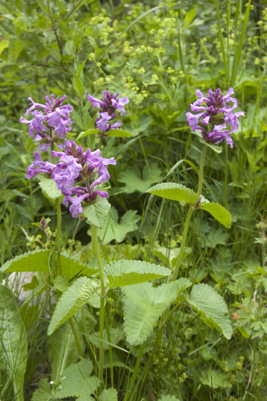 Изображение особи Betonica macrantha.