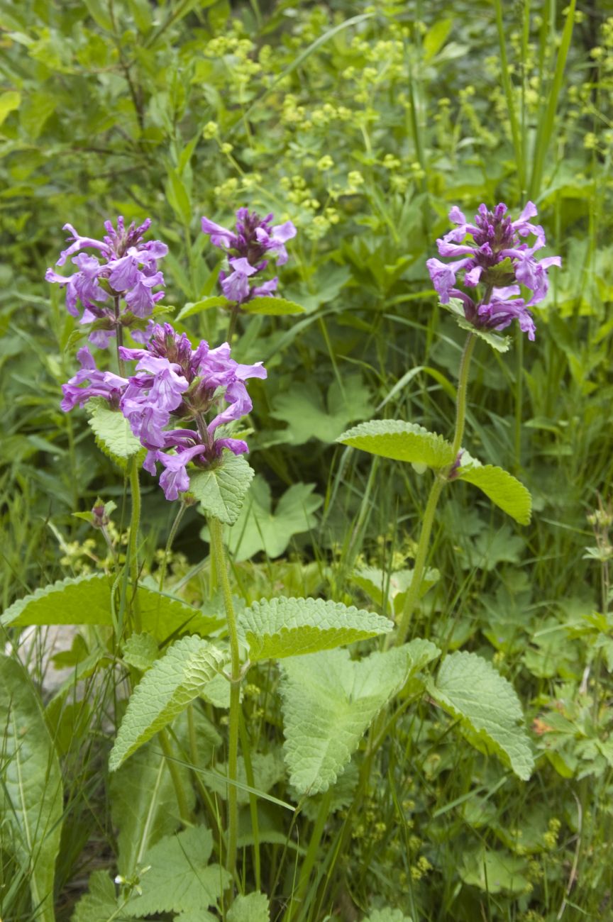 Изображение особи Betonica macrantha.