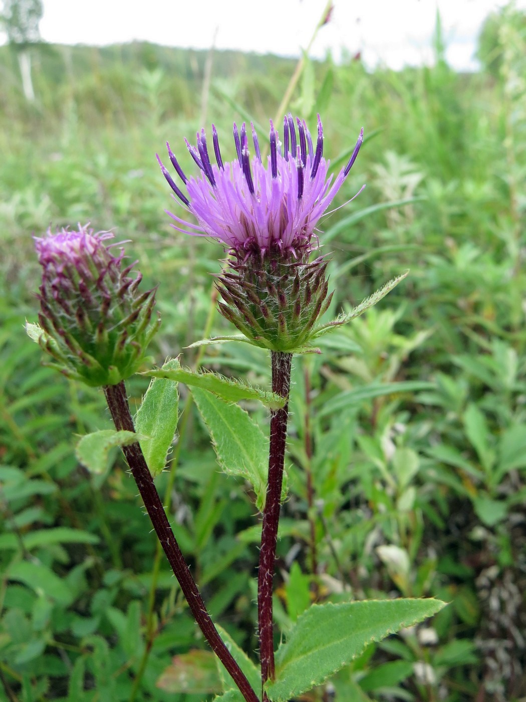 Изображение особи Cirsium vlassovianum.