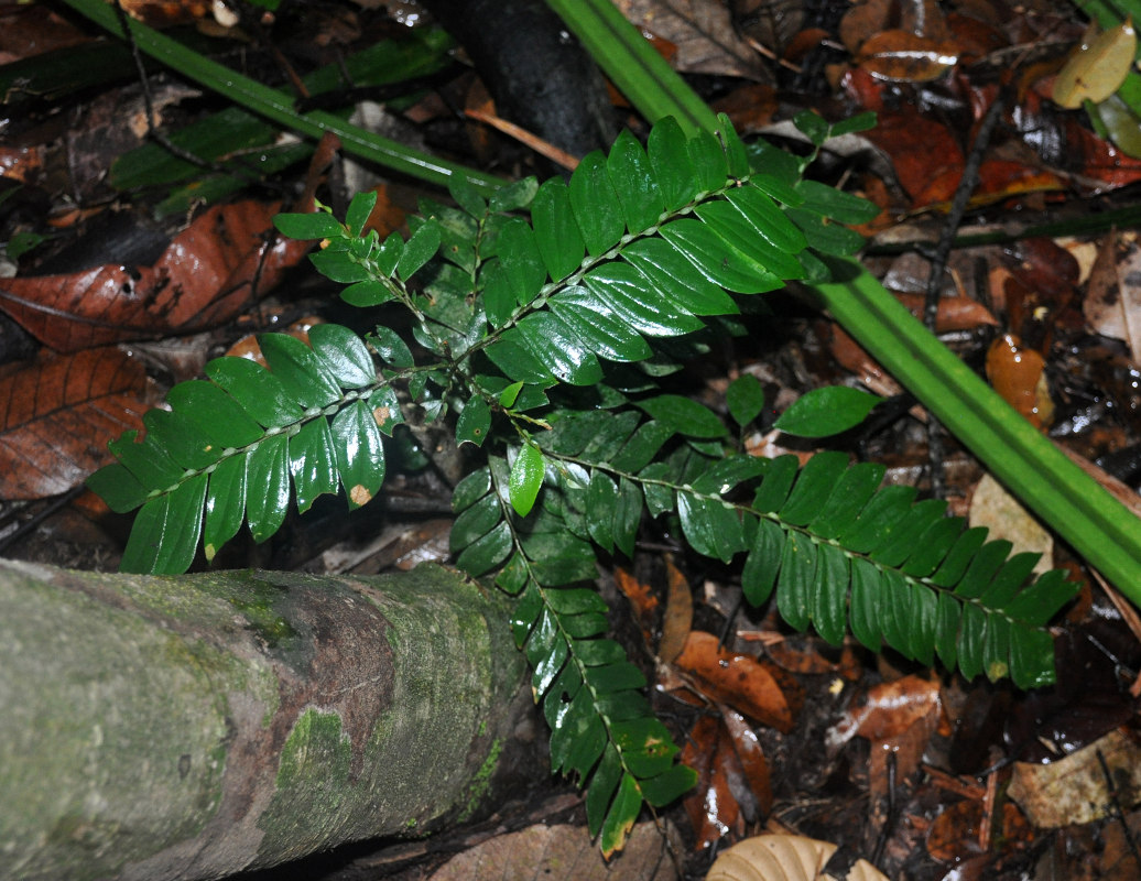 Image of Anisophyllea disticha specimen.