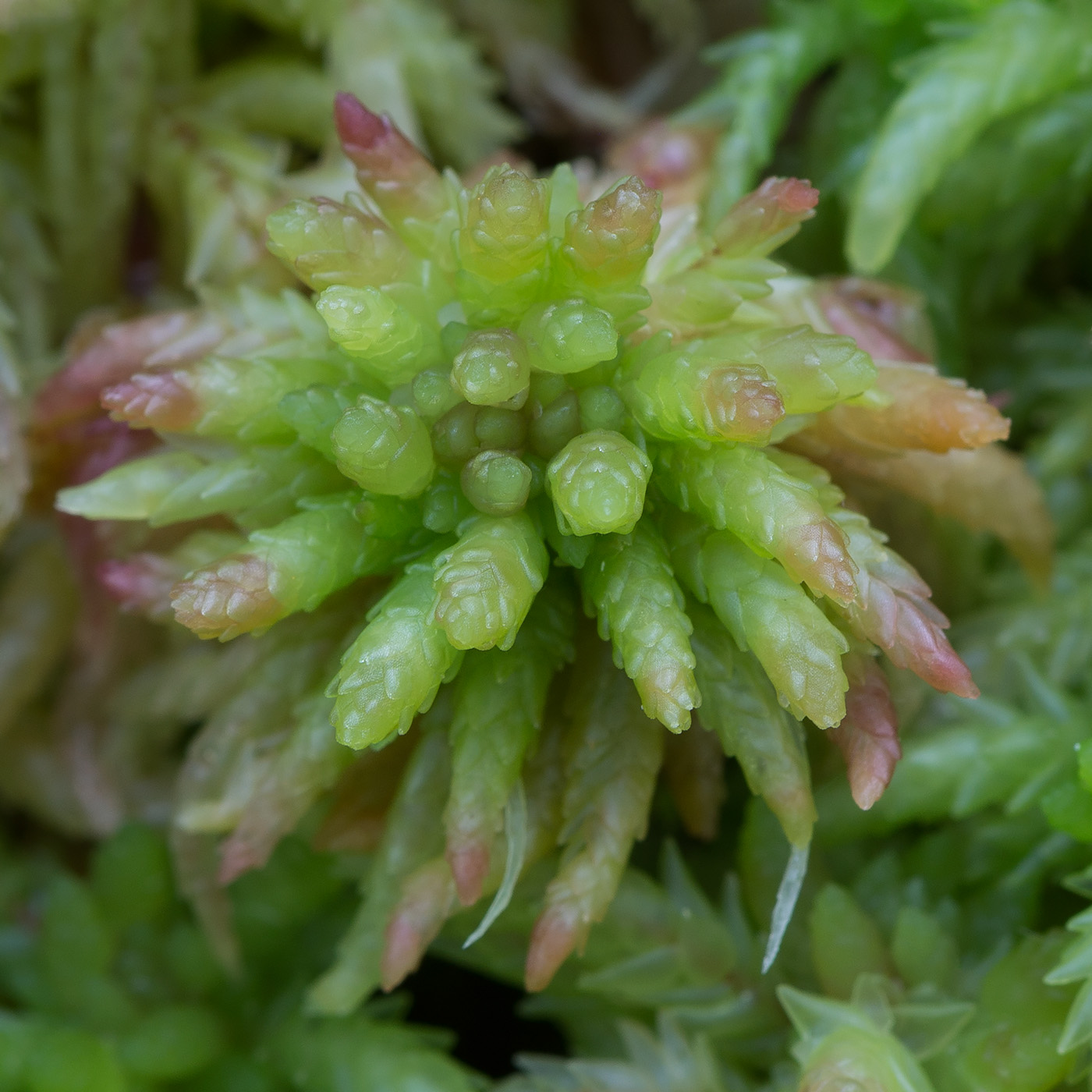 Image of Sphagnum divinum specimen.